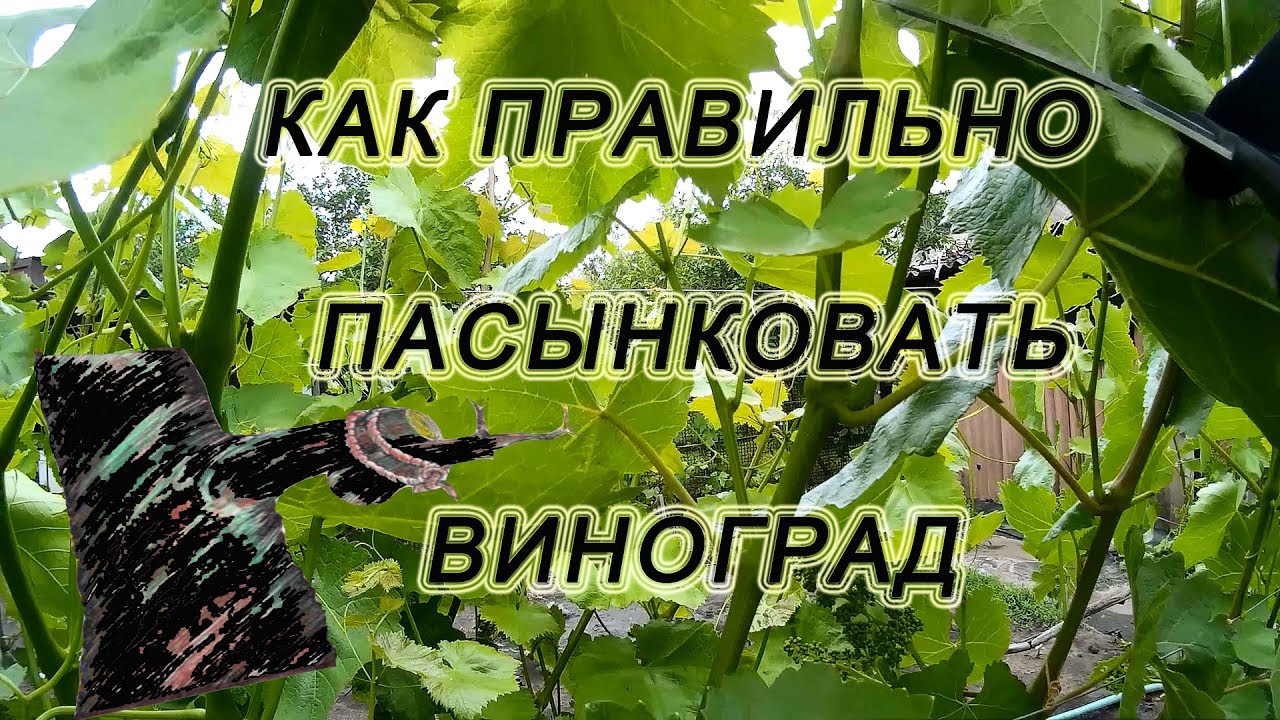 Как пасынковать чери