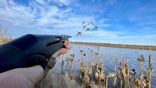 This FLOODED CORN field was STACKED with DUCKS! (BANDED MALLARD)