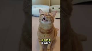 Download Lagu Lucu!!! Kucing nyanyi Mandarin sama majikannya MP3