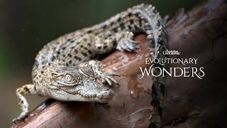 How Do Saltwater Crocs Raise Their Young Evolutionary Wonders