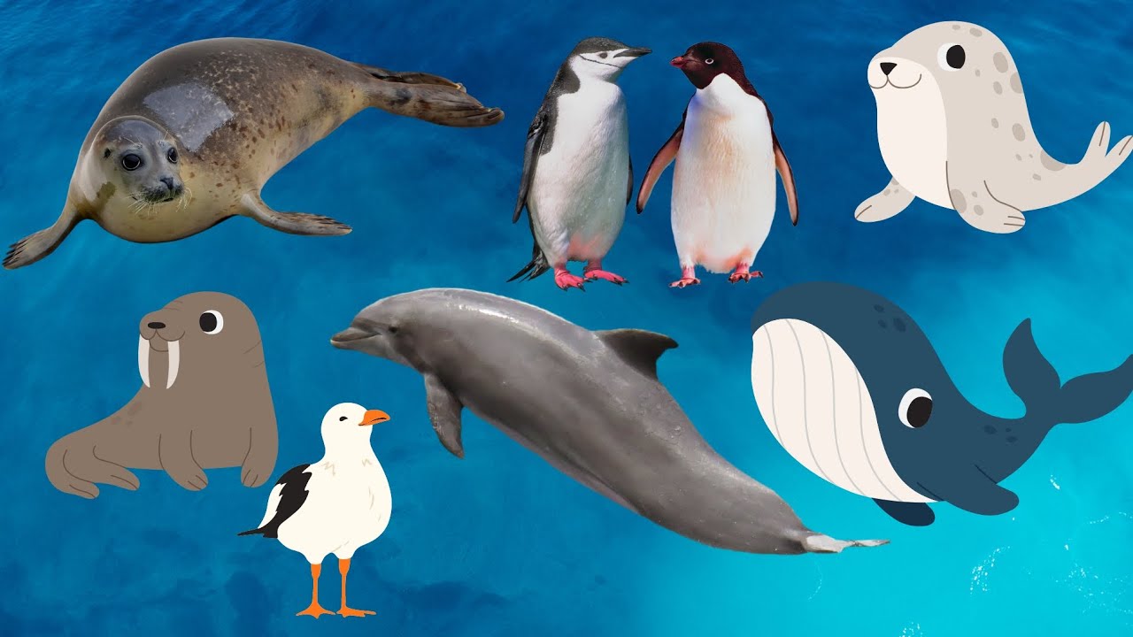 Animal Sounds For Children, Sea Animal Sound