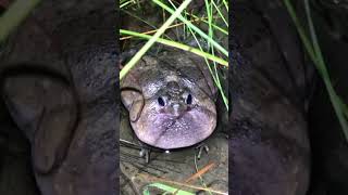 Frog Sounds: Listen to these fat guys #frog #sound #shorts