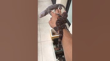Hai bạn tắc kè trên tay #kucing #bebek #gecko #tắc_kè #tokek #ikan #ondel #sapi @cucutv9029