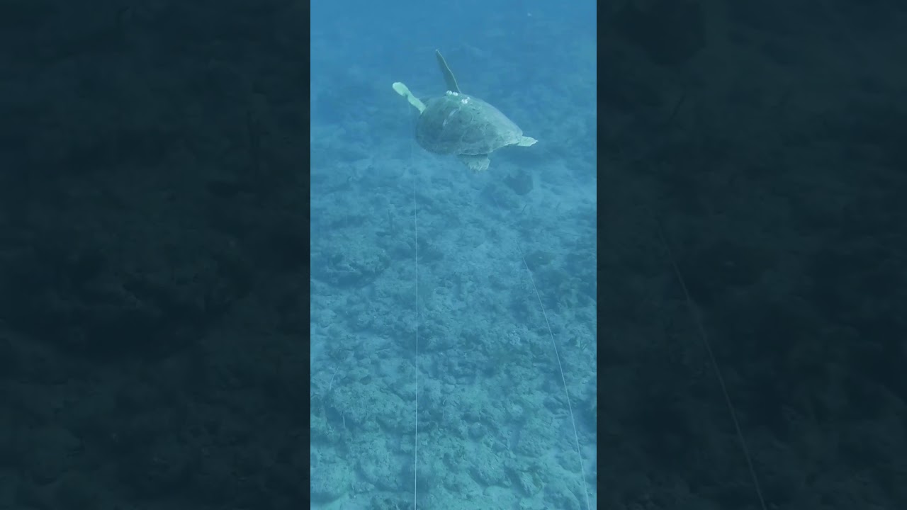 Crazy seeing a turtle with this much string on it. Managed to get some off of it 