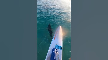 Dolphins’ Morning Visit to a Guy on Paddle