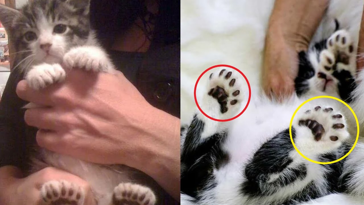 Сколько пальчиков у котика на лапке