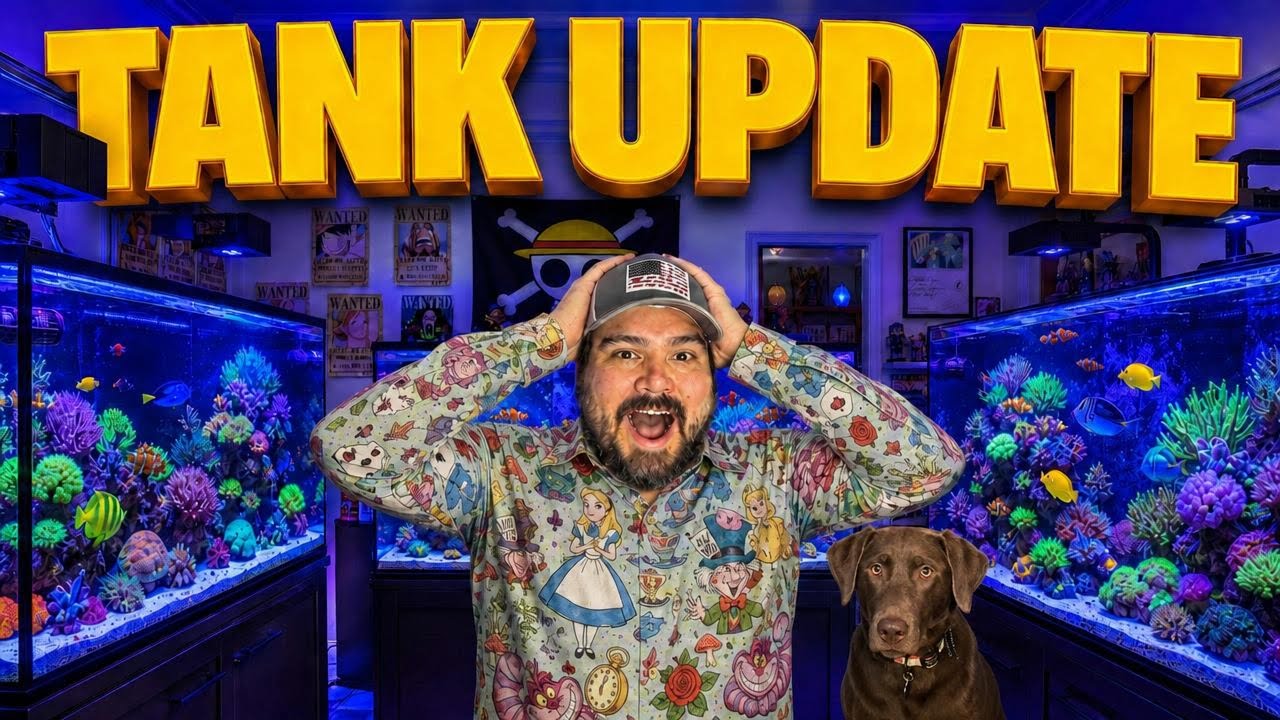 RedSea Tank Updates