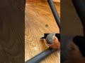 Ручной снегирь Прыг-Прыг
