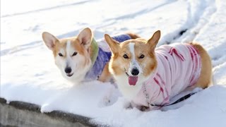 SAMCORGI Snow Run screenshot 5