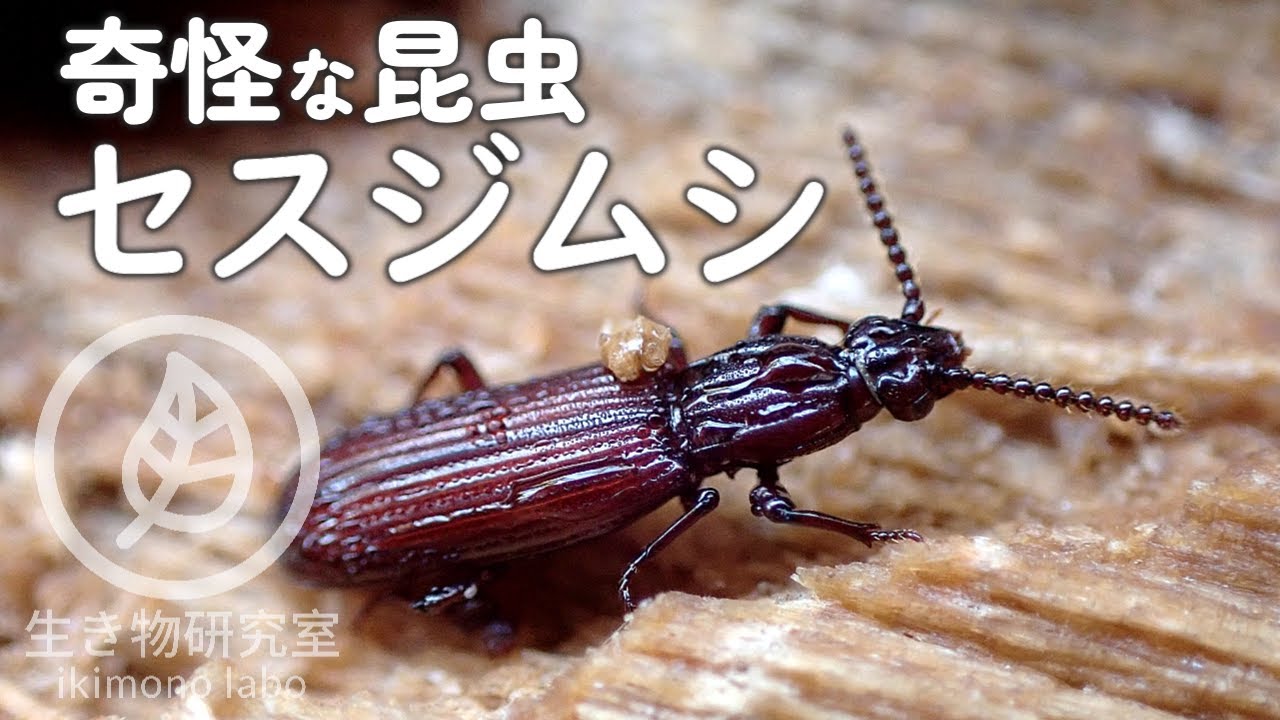 便所虫 奇怪な昆虫】 セスジムシ wrinkled bark beetle - YouTube