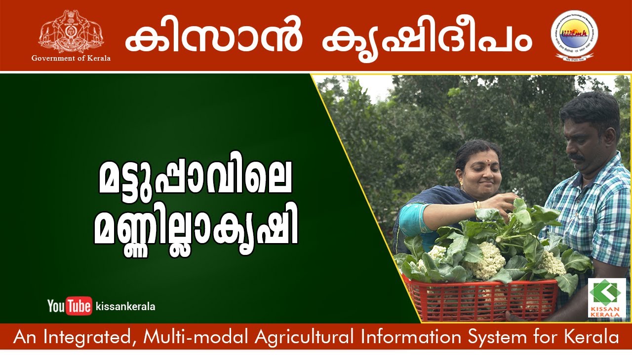 Soil less cultivation on terrace