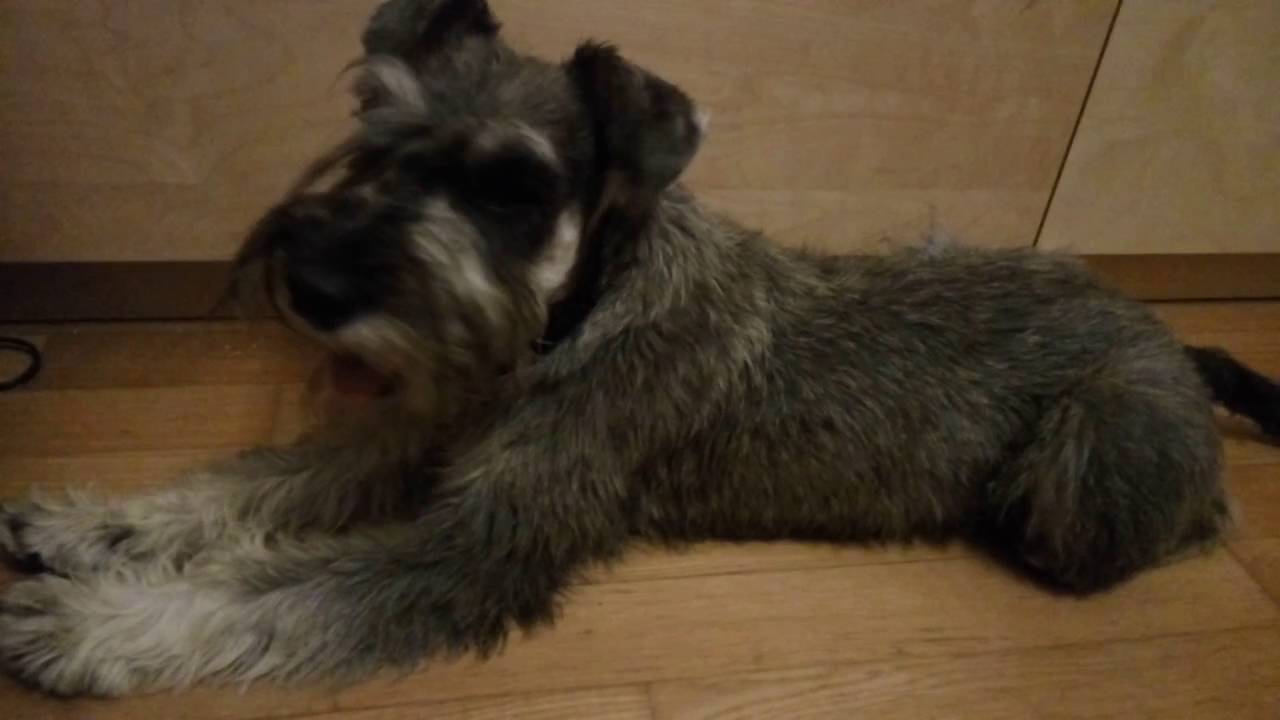 salt and pepper mini schnauzer