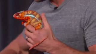 Wild Animals with Dave Salmoni \& Andy Samberg10