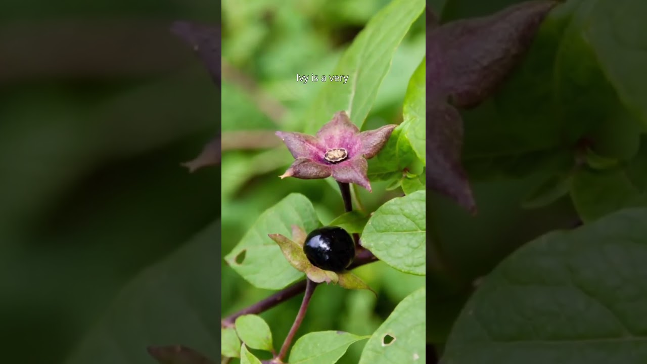 Weed ID - Ivy, Tradescantia, Blackberry & Deadly Nightshade - Kings Seeds