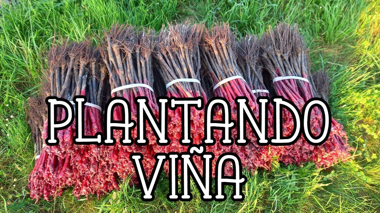 ✅ VITICULTURA / SIEMBRA DE LA VID MANUAL 