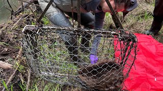 Finding better ways to track beavers