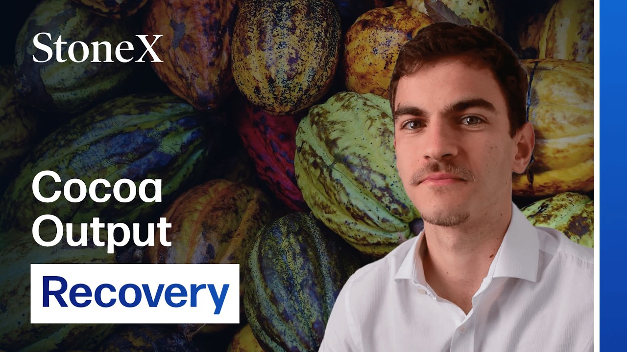 Cocoa Surplus Returns as West Africa Recovers Output