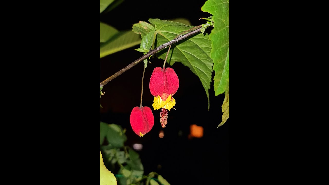 Enraizar esqueje Farolillo chino, Abutilon megapotamicum. Parte 3