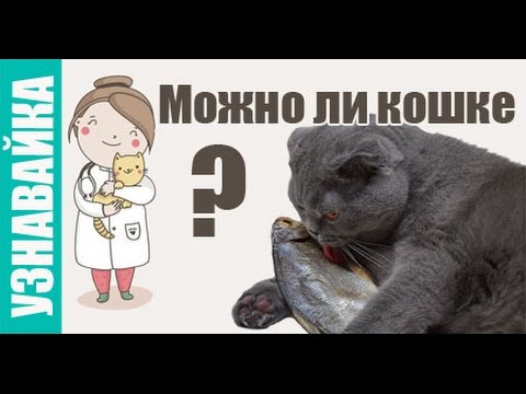 Можно ли кошке сыр, молоко,  рыбу и альбуцид? Узнавайка.