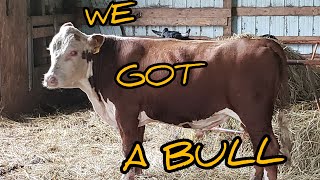 Aberdeen cattle perfect for small farms