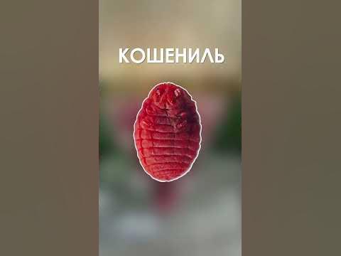 Именно из этого делается самая натуральная и дорогая губная помада # ...