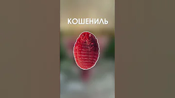 Именно из этого делается самая натуральная и дорогая губная помада #shorts