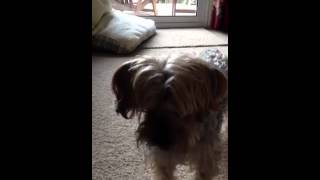 Fetching slipper