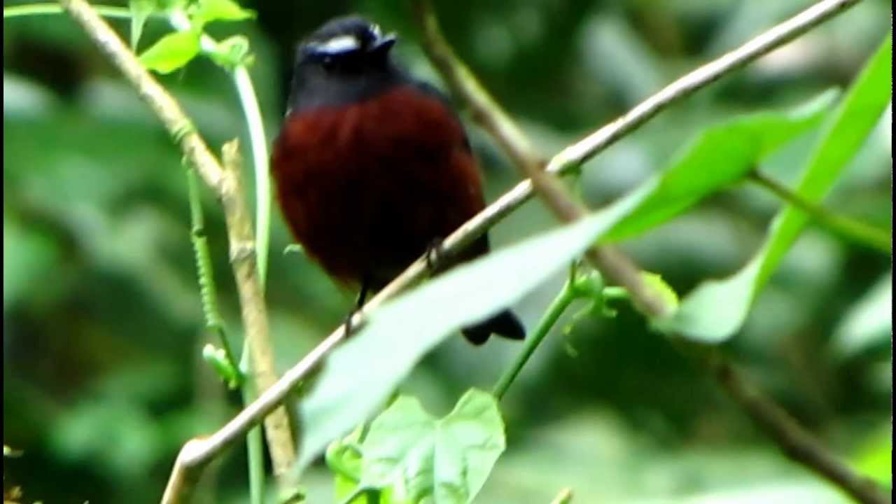 Slaty-backed Chat-Tyrant -  Gråryggad bergstyrann - Bogota Birding