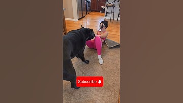 Gentle Giant Toys With Her 🥰 #canecorso #dog #shorts