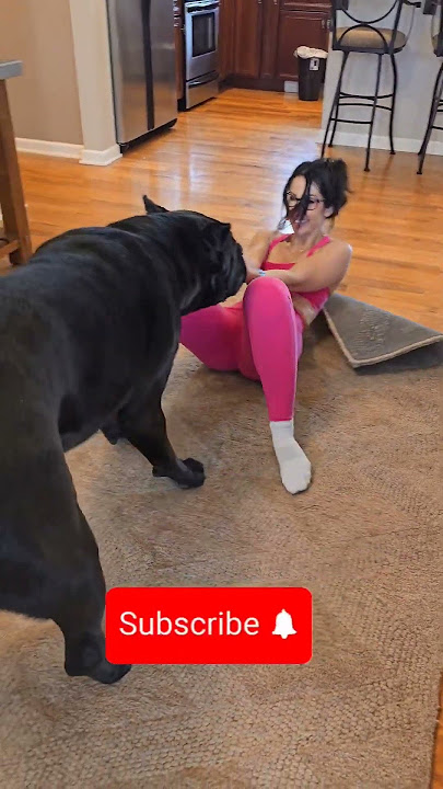 Gentle Giant Toys With Her 🥰 #canecorso #dog #shorts