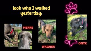 Dogs I Walked On Thursday - Haven Humane Society Redding CA