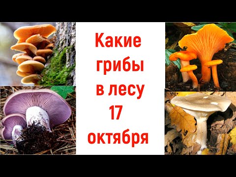 Какие грибы в лесу 17 октября