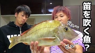 フエフキダイを捌いたらお腹の中が〇〇だった・・・
