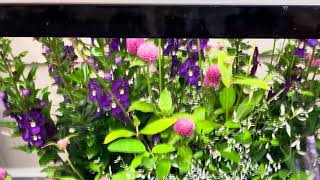 Great Plant Combinations Great Plant Combinations