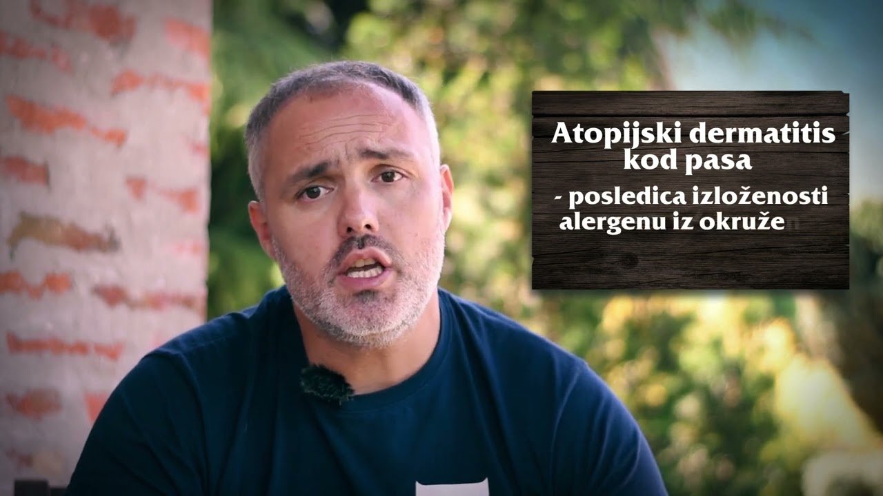 Alergije kod pasa i kako ih ublažiti