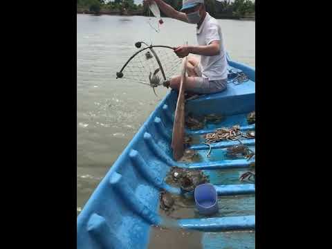 Video: Apakah itu jerat ketam?