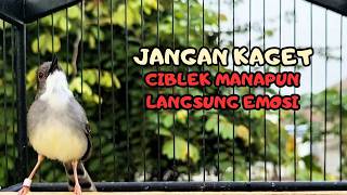 Burung Ciblek Semi Gacor NGEBREN Variasi cocok Untuk Masteran Ciblek dan Pancingan Ciblek BAHAN