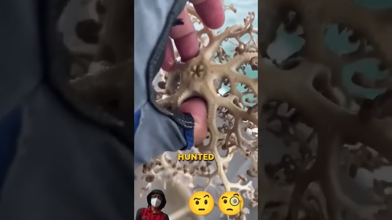 What is This Crazy Ocean Hunter? 😊😊 