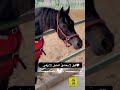 الخيل الاصيل شيلات الخالدي الخيل الاصيل شيلات الخالدي