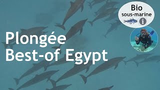 Best of Egypt's most beautiful dive sites in the Red Sea, from north to south - 15 days, 36 dives