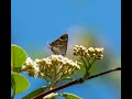 Webinar: Butterflies in Plymouth