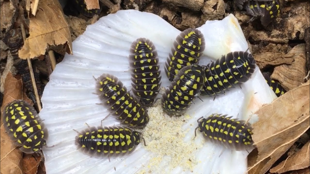 Invertebrate Projects - YouTube