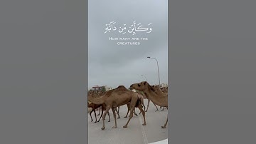 الآية (60) من سورة العنكبوت