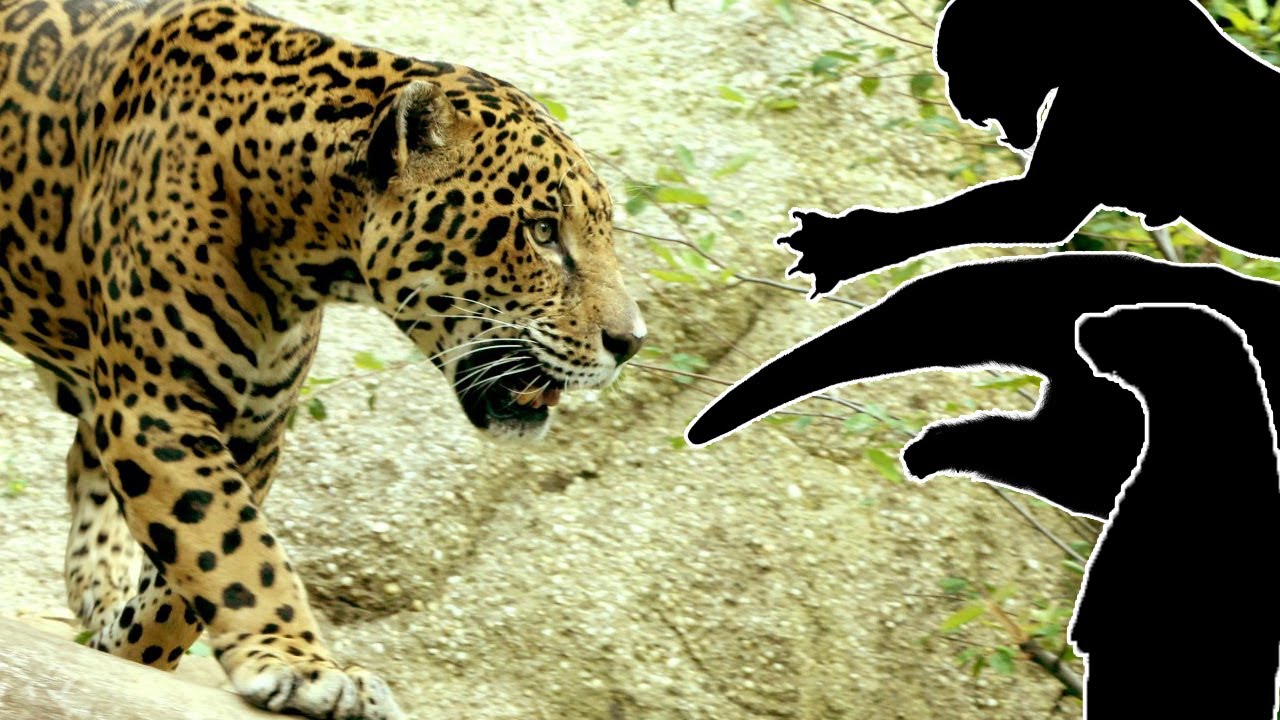 Jaguar Memilih Mundur Ketika Menghadapi 3 Hewan Ini - YouTube