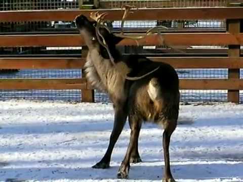 использование рога оленя