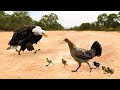 &#39;&#39;Amazing&#39;&#39; - Brave Mother Hen Fights To Protect Her Chicks From The Clutches Of The Lord Of The Sky