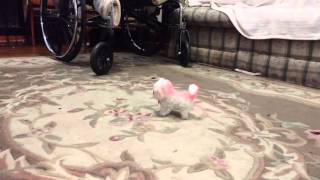 Archie got a new baby. by Merri-Lee Stine 1,362 views 8 years ago 1 minute, 6 seconds
