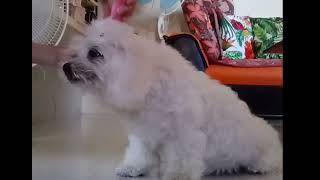 A Paw-sitive Journey: Remembering my Beloved Dog