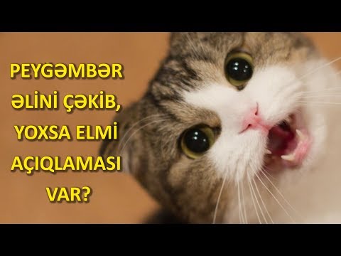 Video: Kastrasiya Niyə Bir Pişik üçün Təhlükəlidir