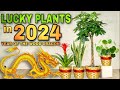 Top 10 lucky plants in 2024  10 swerteng halaman para sa year of the wood dragon sa year 2024